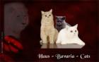 BKH-und Highlander Kitten