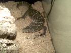 Verkaufe Nilwaran Varanus niloticus
