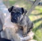Aliki sucht ein passendes Zuhause