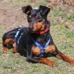 ROOSEVELT - Rehpinscher - 2 Jahre - Tierhilfe-Franken e. V.