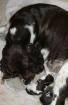 Springer Spaniel Welpen Springer Nest Kennel