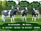 Holstein - Friesian Deko Kuh lebensgross - Recht - Links - oder Geradeaus sehen