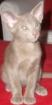 OKH-Katerchen in seltener Farbe abzugeben