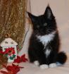 Wunderschöne typvolle Maine Coon Kitten abzugeben