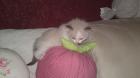 Ragdoll Kitten von Bilk