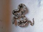 Boa Heterozygot 66 für Albino