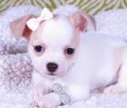SUPER Chihuahua Welpen in Kurzhaar VDH/ FCI. Klasse statt Masse
