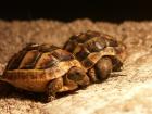 Maurische Landschildkröten Nachzuchten von 2022