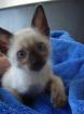 Siam Kitten seal- red- tortie-point suchen neues Zuhause