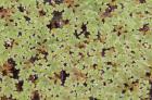 Biete Azolla filiculoides Feenmoos Algenfarn