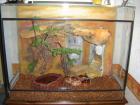 2 Kornnattern inkl. Terrarium und Technik