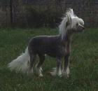 Chinese Crested Ruede mit Papieren 30cm Gross