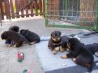 Eine Tolle Rasselbande von Rottiwelpen 6 Wochen alt