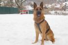 SEICO - Schäfer-Aussie-Mix - 1 5 Jahre - Tierhilfe-Franken e. V.