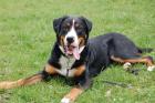 SCHORSCHI - lustiger Schweizer Sennenhund - 8 Monate - Tierhilfe-Franken e. V.