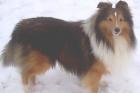 Deckrüde Sheltie
