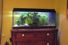 Komplettes 160 l Aquarium FP 150 Euro