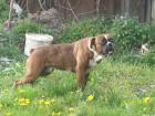 Boxerrüde Jack - 2 Jahre alt
