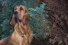 Bloodhound vom Lammetal