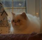 Colourpoint Exotic Shorthair blaue Augen Katze Jungtier
