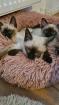 Siam Seal-Point Kitten
