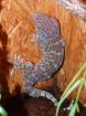 1 0 Tokeh / Gekko gecko DNZ 2022