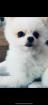 Mini Pomeranian dringend abzugeben