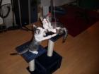 Katzenbabys zu verkaufen
