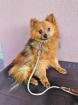 Elrond - Pomeranian -Mischling - schüchtern ängstlich