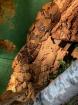 1. 1 Boa constrictor Imperator 0. 1 Boa Constrictor constrictor