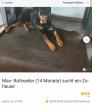 Rottweiler Max 14 Monate