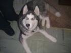 Sibirian Husky
