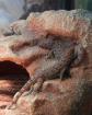 5 Cyrtopodion scabrum Krokodilgecko aus Nachzucht abzugeben