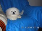 2 wunderschöne kleine Pekingesen-Rüden schwarz