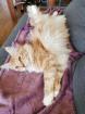Maine Coon Deckkater wartet auf Damenbesuch