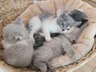 Reinrassige BKH Kitten auszugsbereit