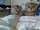 BKH kitten suchen ein schönes Zuhause