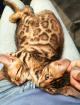 Bengalkitten 9. Woche