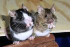 Farbmäuse die bunte Verwandte unserer Hausmaus Mus musculus