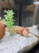 Axolotl und Durchlaufkühler abzugeben