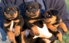Rottweiler ADRK LZ Rottweilerwelpen 8 Wochen V DM 08 M ES 06