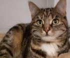 Curley - unvermittelbar aus dem Tierschutz