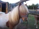 Traumhafte kleine Mini Shetland Jährlings Stute