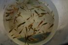 Guppy-Weibchen gelb und normal