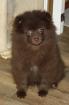 Süsser Pomchi Zwergspitz Teddybär in schoko