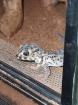1. 0 Teratoscincus Scincus - Wundergecko