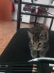 Katzenkitten zu verkaufen