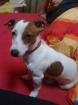 Jack Russel abzugeben