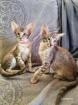 Zauberhafte OLH und Balinesen Kitten