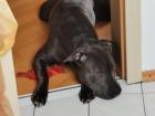 Ganz tolle Familienhündin American Bully -Mix